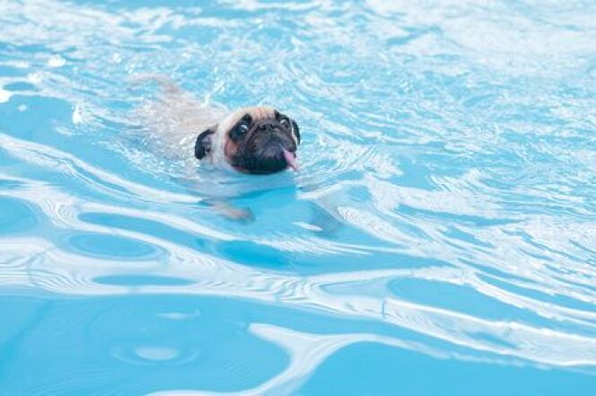 http://www.guide-piscine.fr/medias/image/animaux-de-compagnie-et-piscine-privee-les-precautions-14711-664-0.jpg