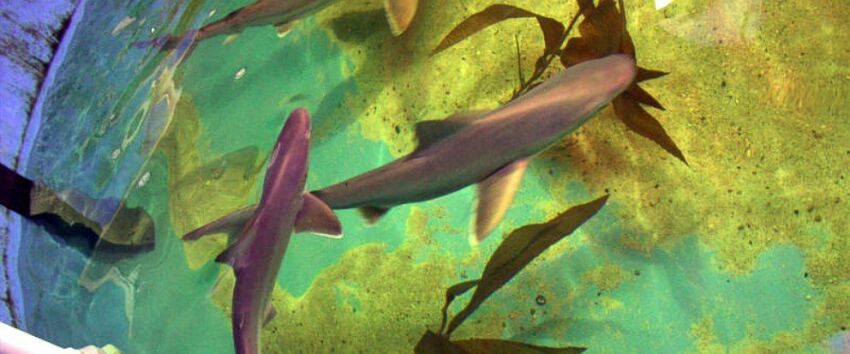 7 requins retrouvés dans la cave d'une propriété, aux Etats-Unis&nbsp;&nbsp;