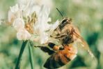 Biodiversité : Clairazur s'engage pour les abeilles