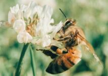 Biodiversité : Clairazur s'engage pour les abeilles