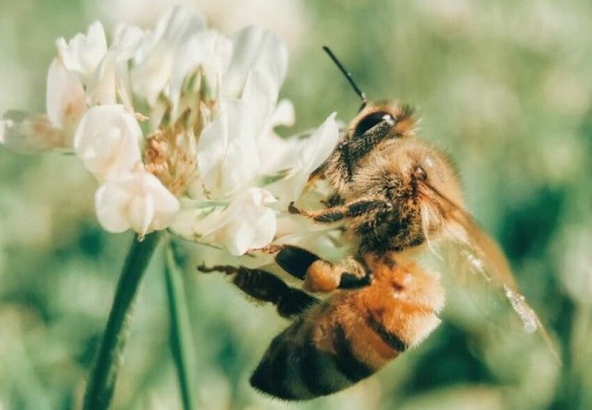 Biodiversité : Clairazur s'engage pour la préservation des abeilles
&nbsp;&nbsp;