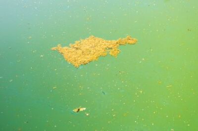 Que Faire En Cas De Traces D algues Dans La Piscine