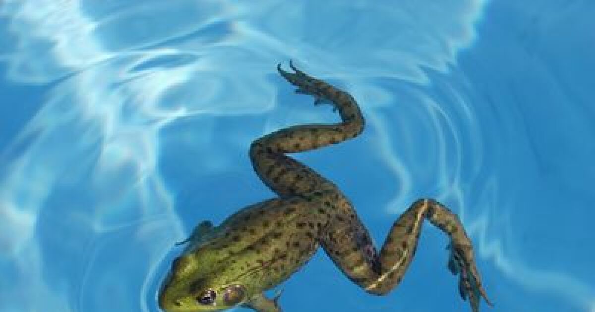 des grenouilles dans votre piscine comment les faire fuir 17983 1200 630