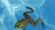 Des grenouilles dans votre piscine : comment les faire fuir&nbsp;?