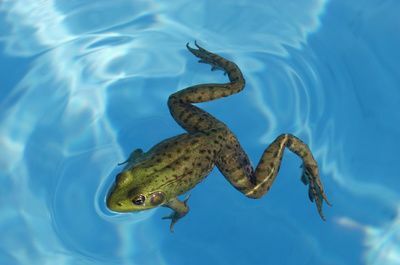 Des grenouilles dans votre piscine : comment les faire fuir&nbsp;?