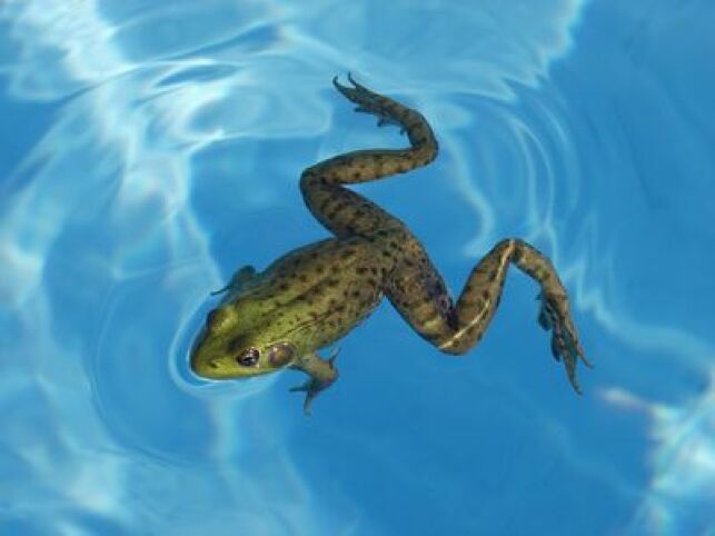Des grenouilles dans votre piscine : comment les faire fuir ?