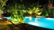 Des palmiers autour de la piscine 