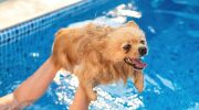 Emmener son chien à la piscine