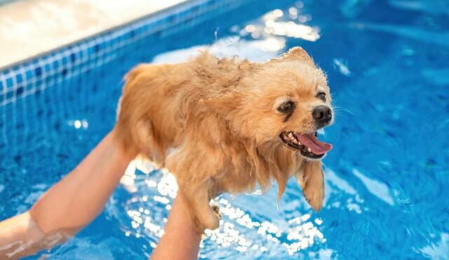 Piscine pour chien avec jet d'eau