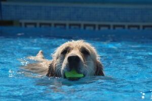 Les chiens ont également leur piscine