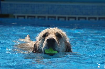 Les chiens ont également leur piscine