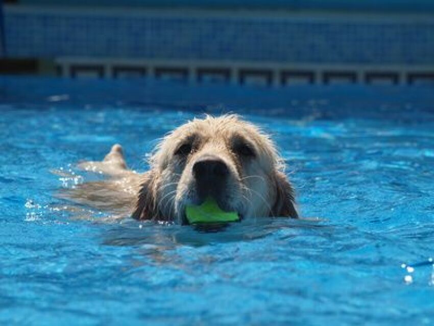 En Belgique, les chiens ont désormais une piscine réservée.&nbsp;&nbsp;