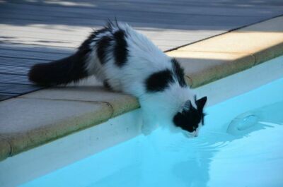 Est-ce grave si mon chat boit l’eau de la piscine&nbsp;?