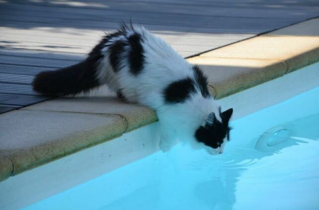 Mon chat boit dans la piscine : est-ce dangereux pour lui ?
