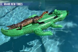 Il croise un alligator dans sa piscine 