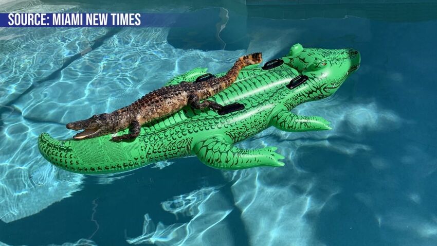 Il croise un alligator dans sa piscine
&nbsp;&nbsp;