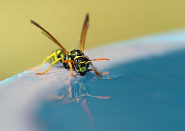 Insecte et piscine