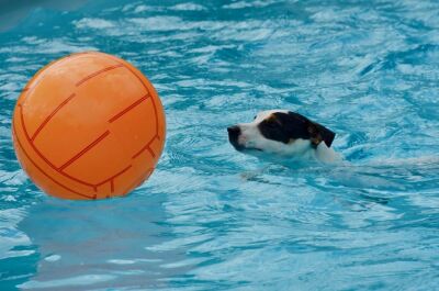 Jeux aquatiques et jouets d’eau pour chien