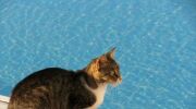 Le chat et la piscine