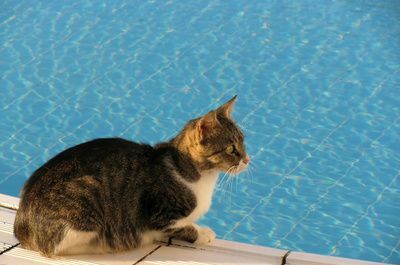 Le chat et la piscine