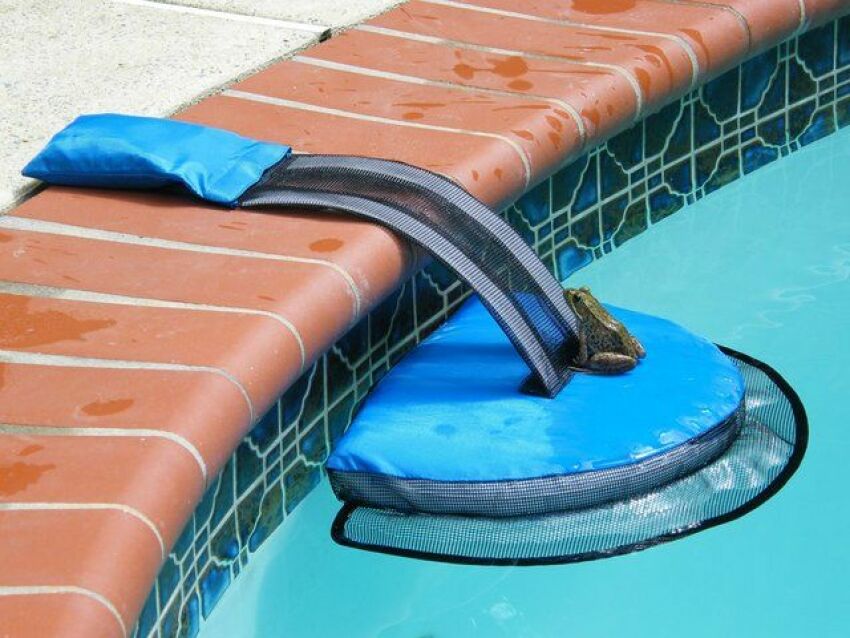 Le système Frog Log permet aux animaux de sortir de la piscine.&nbsp;&nbsp;