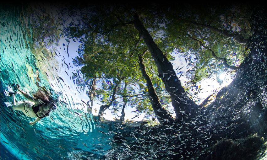 Une baignade au milieu des poissons, à Ginnie Springs&nbsp;&nbsp;