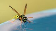 Les r&eacute;pulsifs &agrave; insectes pour piscine