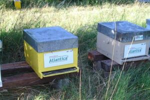 Le Salon Atlantica et les abeilles