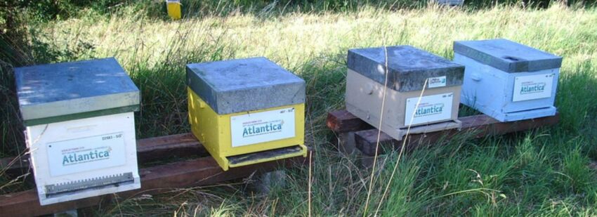 Les ruches parrainées par le Salon Atlantica&nbsp;&nbsp;