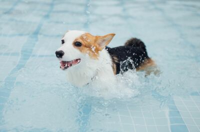 Mon chien boit l’eau de la piscine : est-ce un danger&nbsp;?