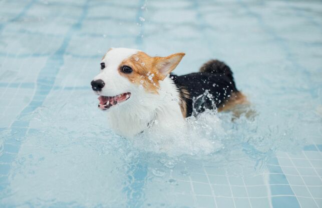 Mon chien boit l’eau de la piscine : est-ce un danger ?