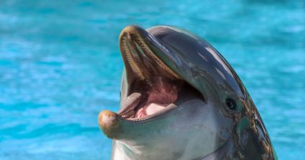 Nager Avec Des Dauphins Guide Piscine Fr