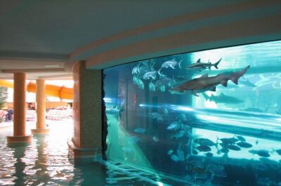 Nagez avec des requins dans une piscine de Las Vegas&nbsp;!