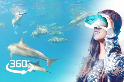 Nager avec les dauphins en réalité virtuelle