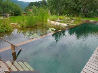 Piscine naturelle : un bassin bio dans votre jardin
