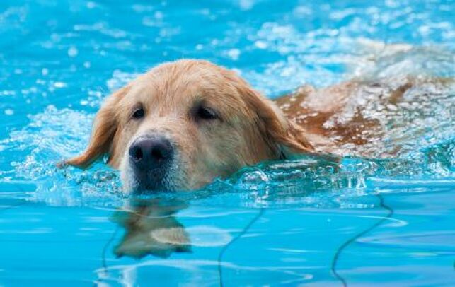 La piscine permet à votre chien de se rafraîchir quand il fait trop chaud pour lui.