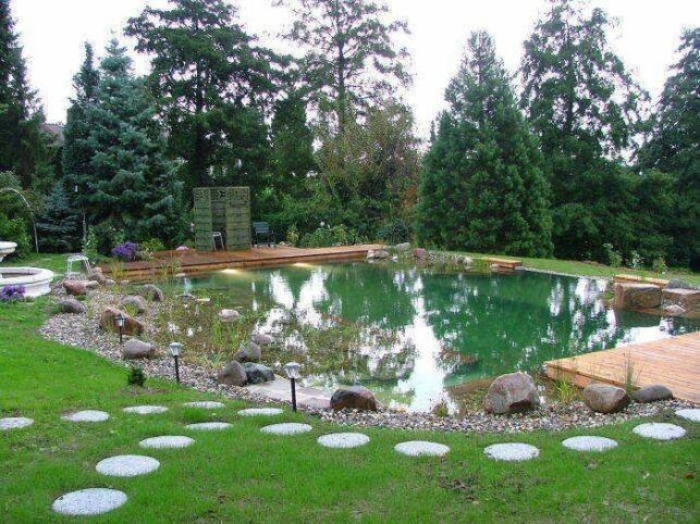 Quelles plantes pour le lagunage de la piscine naturelle ?