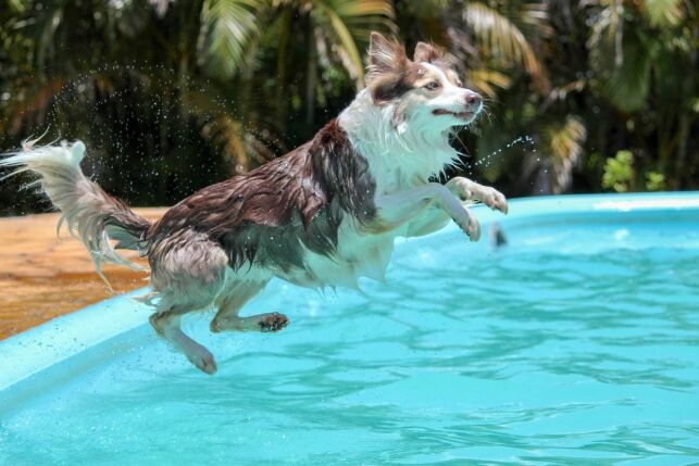 Rampe et escalier de piscine pour animaux