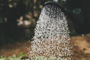 Sécheresse : la Ville de Niort recycle l'eau des piscines pour arroser les plantes