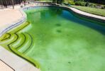 Traiter les algues dans votre piscine efficacement avec hth®