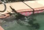 Un alligator surpris par une famille dans leur piscine