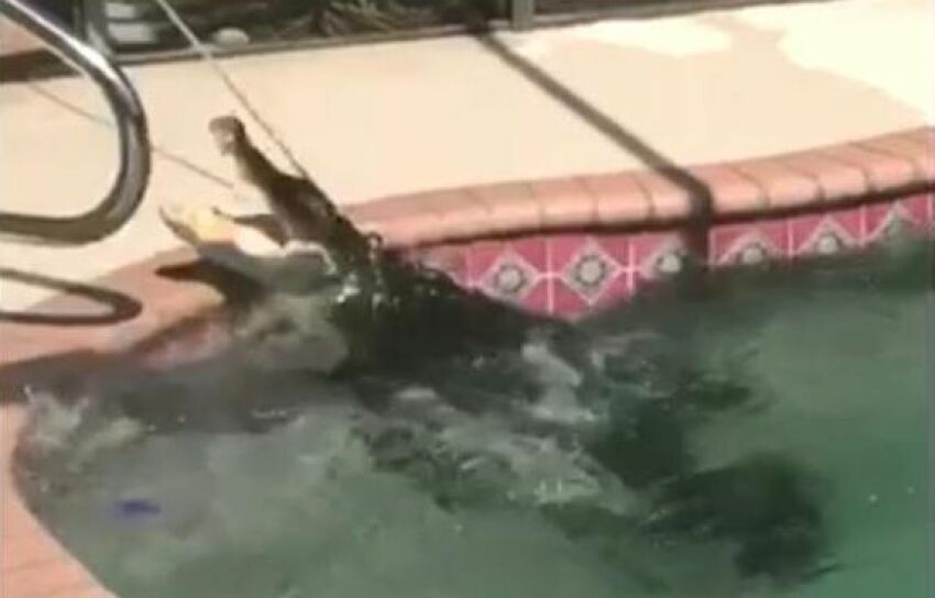 Un alligator surpris dans une piscine privée&nbsp;&nbsp;