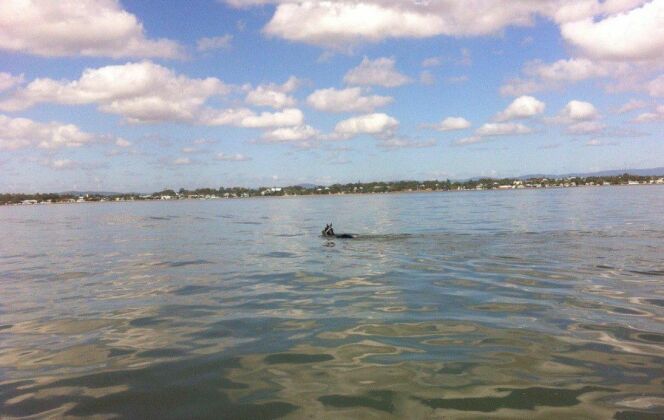 Un cheval s'essaie à la nage en eau libre © VMR Brisbane Inc