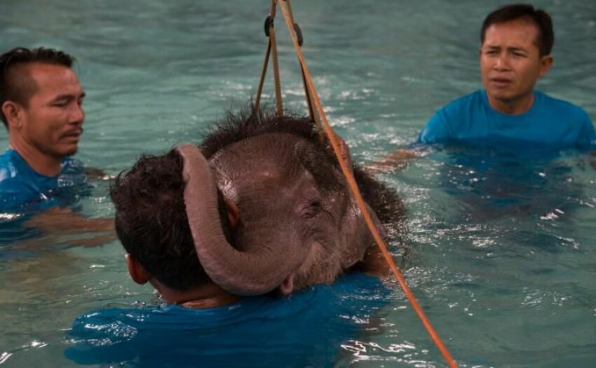 Un éléphanteau réapprend à marcher dans une piscine&nbsp;&nbsp;