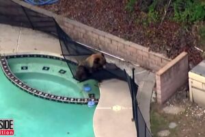 Insolite : un chien chasse un ours de la piscine