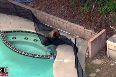 Insolite : un chien chasse un ours de la piscine