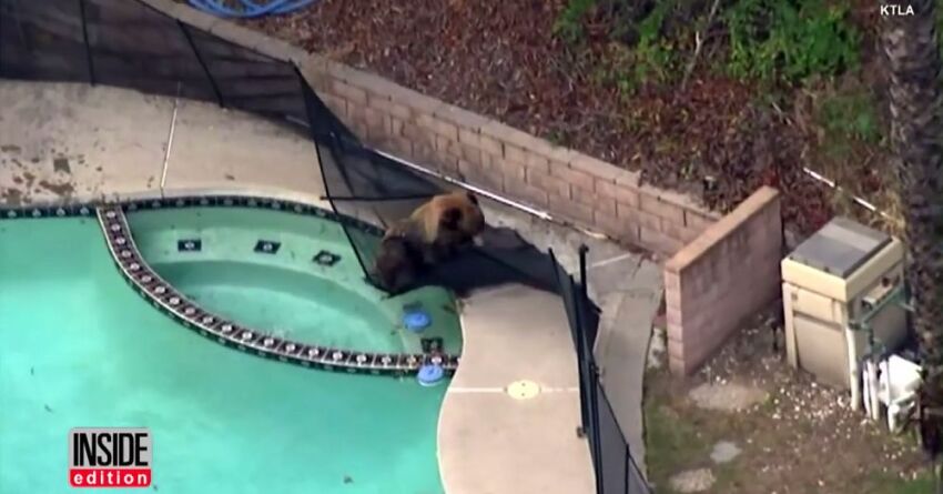 Un ours se prélasse dans une piscine, il en sera vite chassé par le chien de la maison&nbsp;&nbsp;