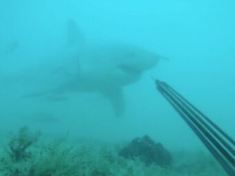 [VIDEO] - Quand un plongeur croise un grand requin blanc ! 