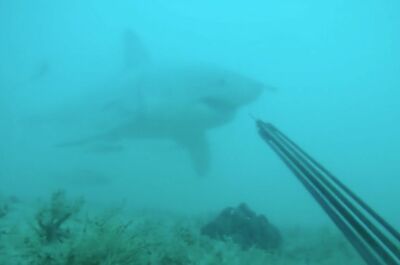 [VIDEO] - Quand un plongeur croise un grand requin blanc ! 