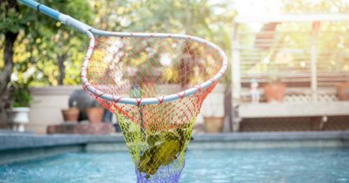 Une épuisette pour l’entretien de la piscine